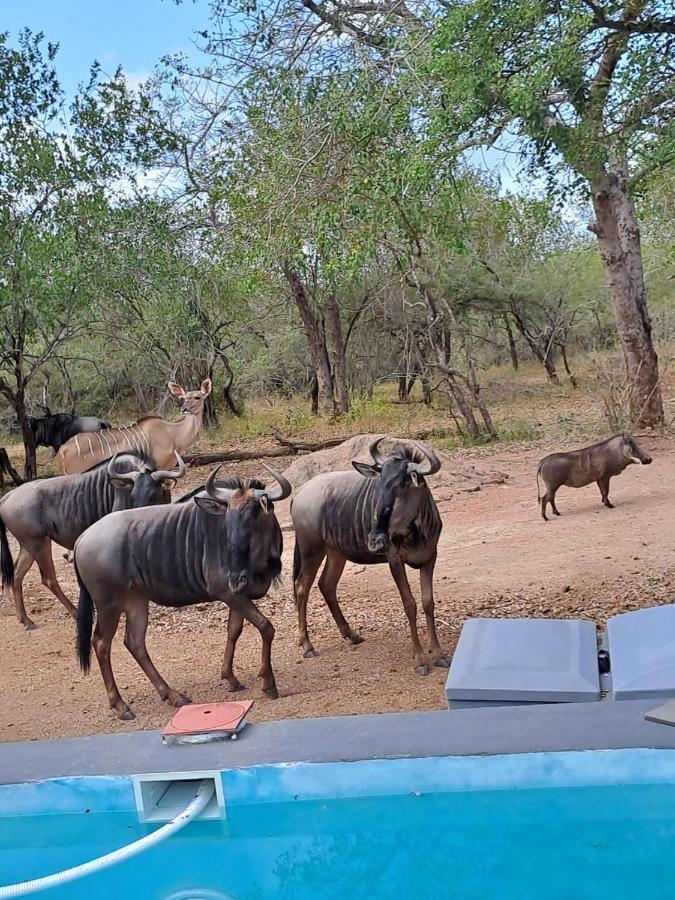 Nanisto Bush Lodge Marloth Park Dış mekan fotoğraf