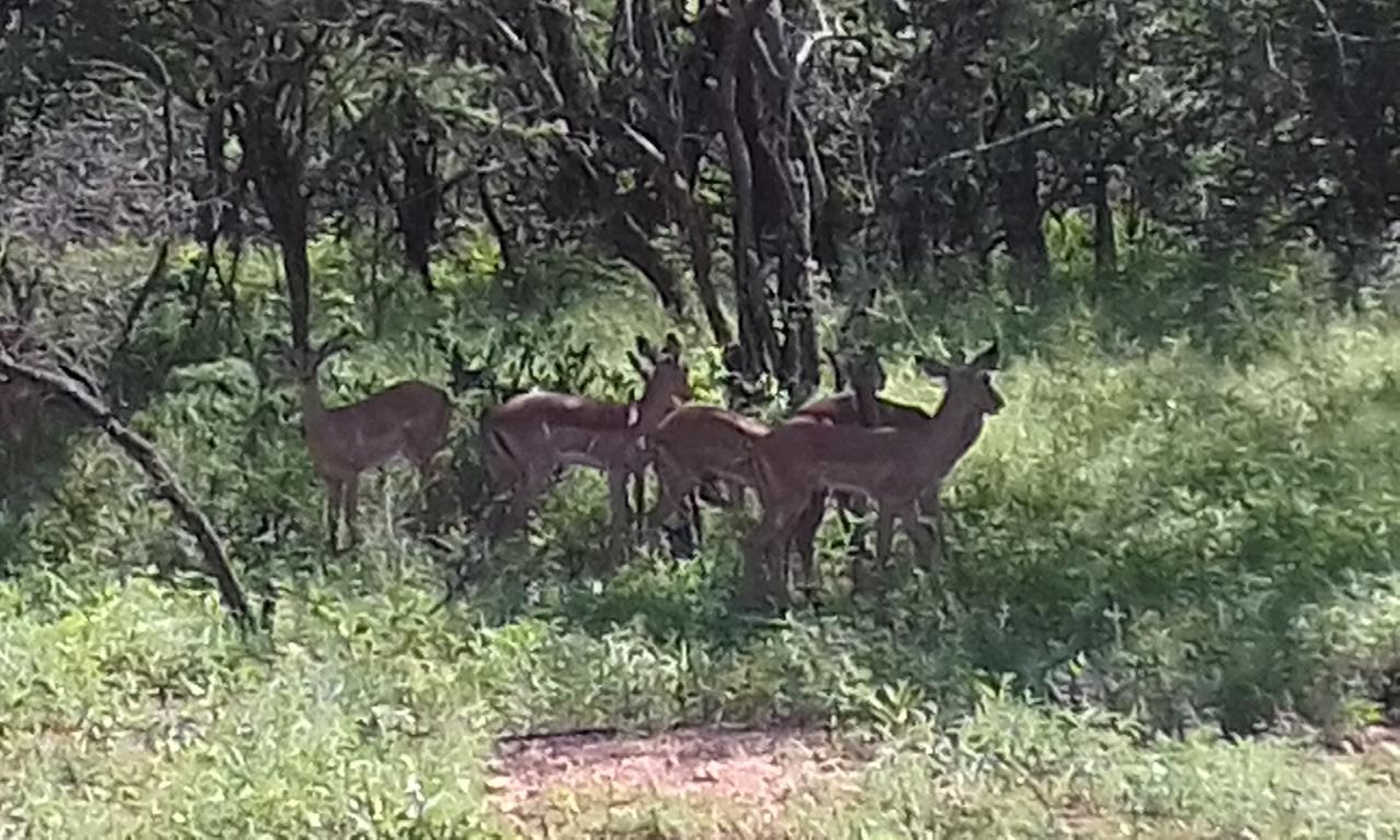 Nanisto Bush Lodge Marloth Park Dış mekan fotoğraf