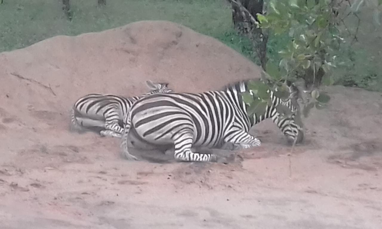 Nanisto Bush Lodge Marloth Park Dış mekan fotoğraf