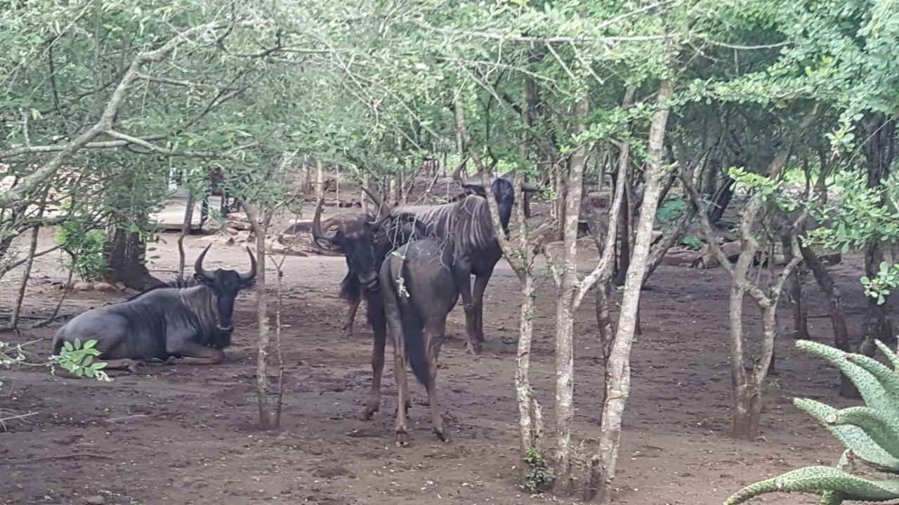 Nanisto Bush Lodge Marloth Park Dış mekan fotoğraf